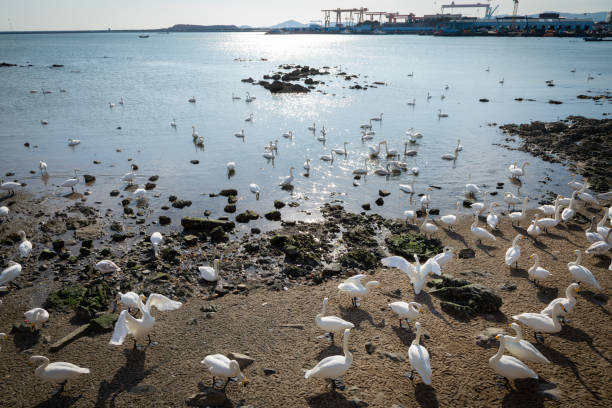 In the shimmering ripples, a group of white swans swim and play freely in the azure seawater