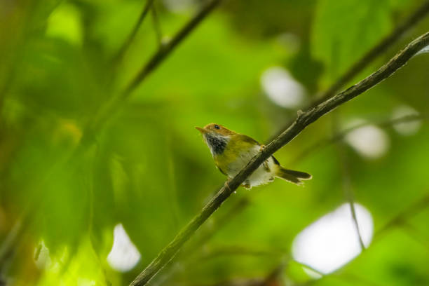istock rufous-faced warbler or Abroscopus albogularis, at Dehing Patkai in Assam, India 2195076182