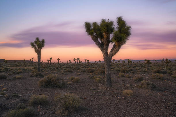 istock Colorful sunset over a field of Joshua Trees 2195076251