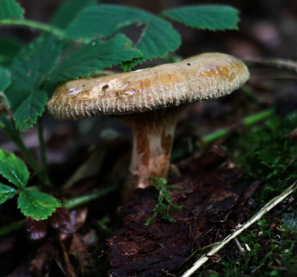 istock Gantastical fungi in Britain 2195078251