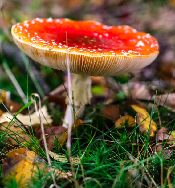 istock Gantastical fungi in Britain 2195078262