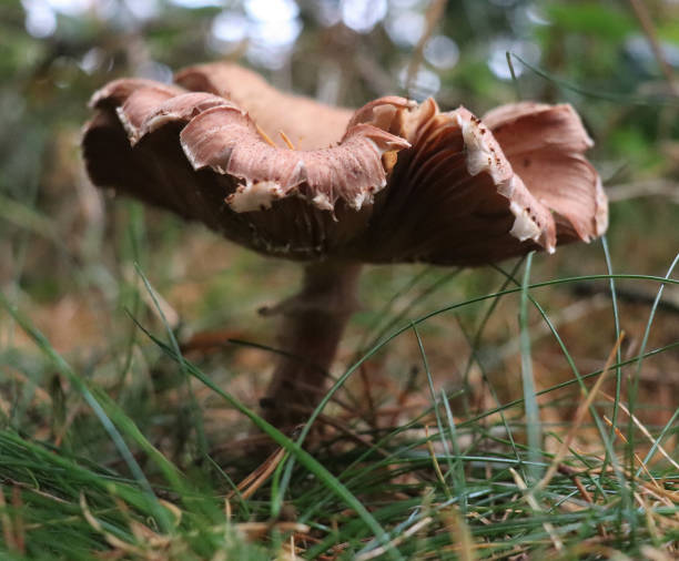 istock Gantastical fungi in Britain 2195078531