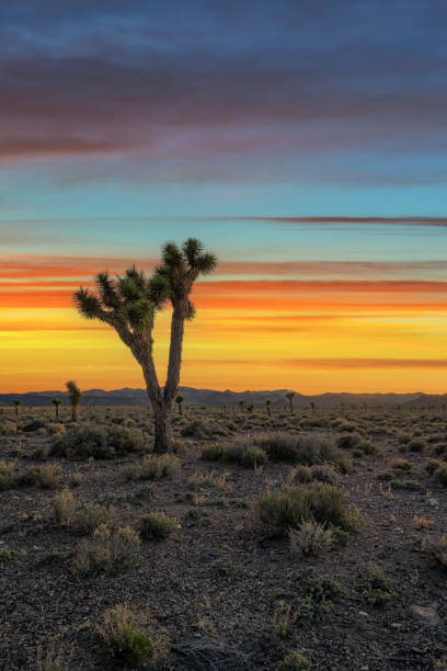 Vibrant sunset colors with a Joshua Tree silhouette