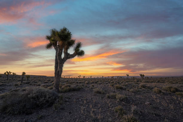istock Joshua Tree sunrise in Nevada 2195079419