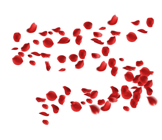 istock February 14 Valentine's day,Rose petals wedding or marriage background. holiday decoration. Invitation card, celebration party design 2195079591
