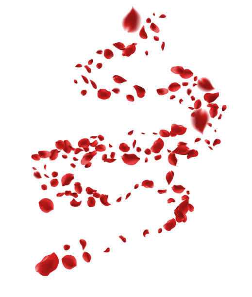 istock February 14 petals of a dark red rose fly far into the distance. isolated background. 2195080413