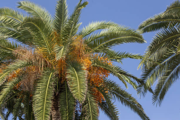 istock Palm tree with dates against a blue sky in November in Montenegro. 2195080701