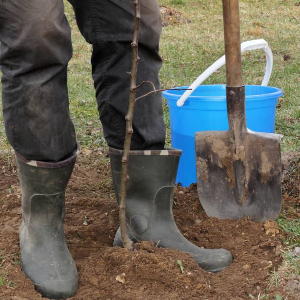 istock planting an apple tree in the garden 2195087057