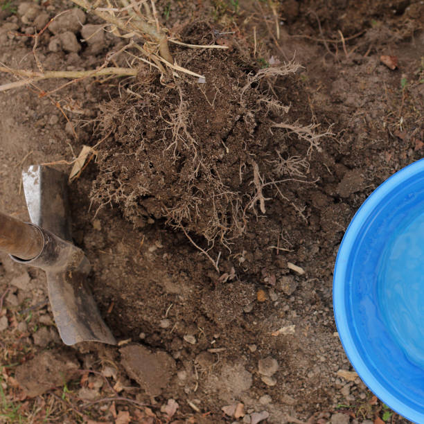 istock planting seedlings in the garden 2195087091