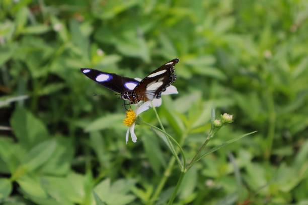 istock Butterfly in the Yellow 2195087104