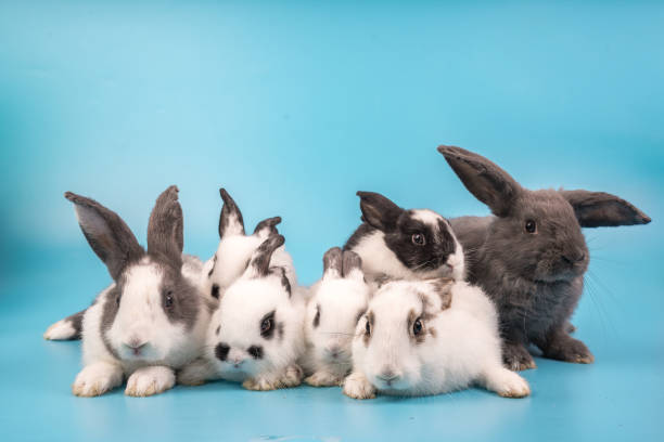 bunny Easter fluffy baby rabbit or new born rabbit. baby cute rabbit or new born adorable bunny. Easter Bunny.  Symbol of Easter day.