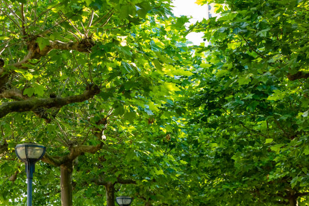 Sunlight filters through vibrant green leaves, casting playful shadows on a tranquil walking path lined with mature trees in a city park.