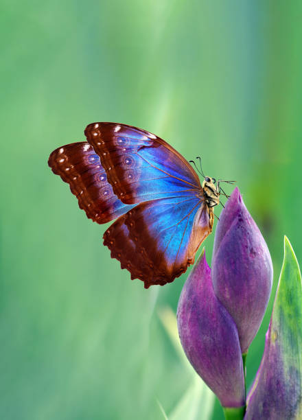 bright blue morpho butterfly on purple iris buds close-up. spring flowers and butterfly