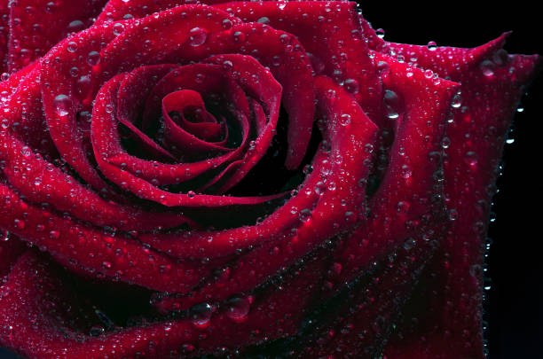 Red rose flower with raindrops on petals outdoor in garden. Copy space