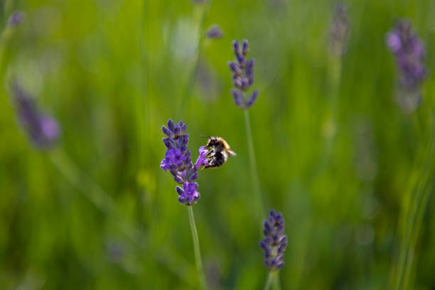 Lavender plant