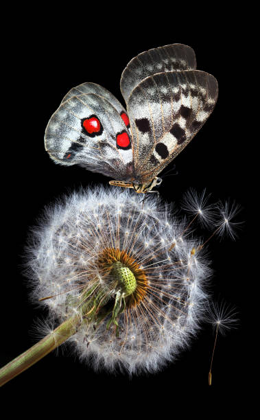istock bright apollo butterfly on white fluffy dandelion flower isolated on black. 2195091344