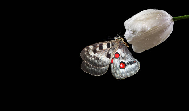 istock bright apollo butterfly on a white tulip flower in dew drops isolated on black. copy space 2195091393