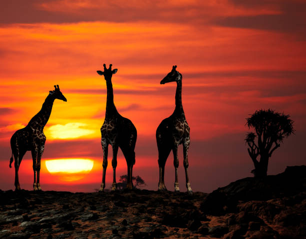 istock Giraffes silhouettes at sunset 2195091922