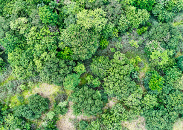 istock Top-Down View of a Dense Green Forest Canopy 2195092265
