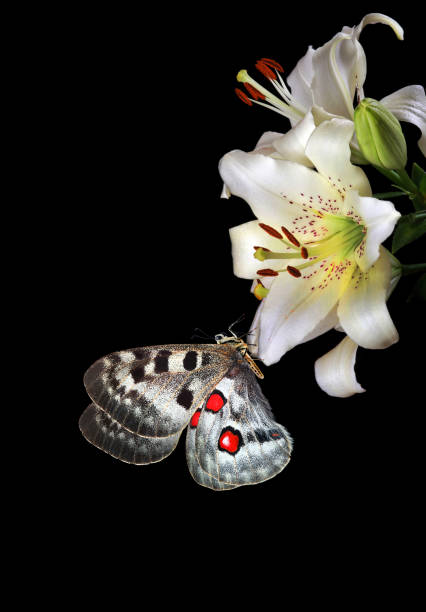 bright apollo butterfly on white lily flowers isolated on black