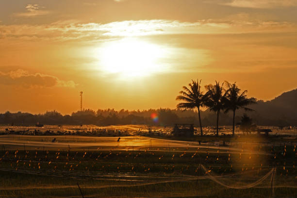 Rice field area in Lamlhom Village, Aceh Besar Regency in the afternoon. The yellow rice fields are covered with nets to prevent attacks by rice-eating birds. Children were also seen cycling.