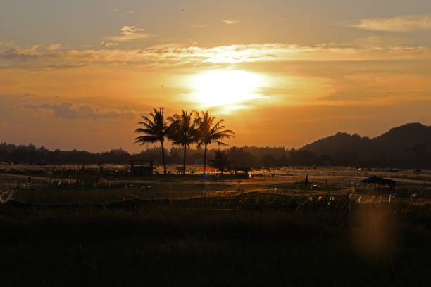 Rice field area in Lamlhom Village, Aceh Besar Regency in the afternoon. The yellow rice fields are covered with nets to prevent attacks by rice-eating birds. Children were also seen cycling.