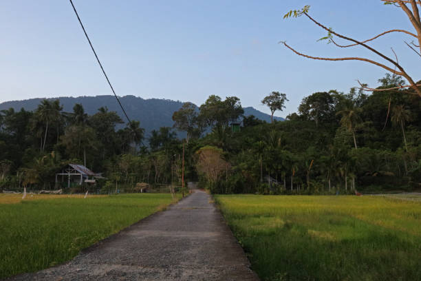 istock Rice field area in the afternoon 2195096429