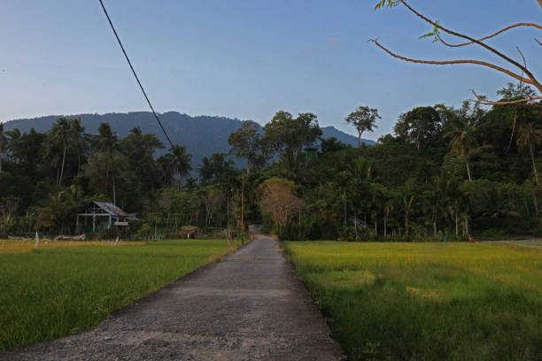 istock Rice field area in the afternoon 2195096490