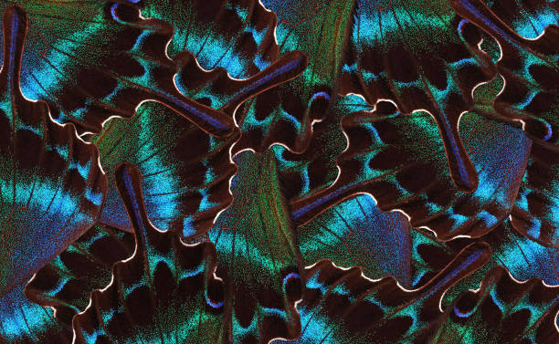 abstract pattern of tropical butterfly wings.