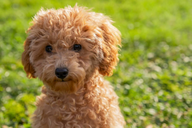 istock Adorable Toy Poodle in Green Grass 2195098677