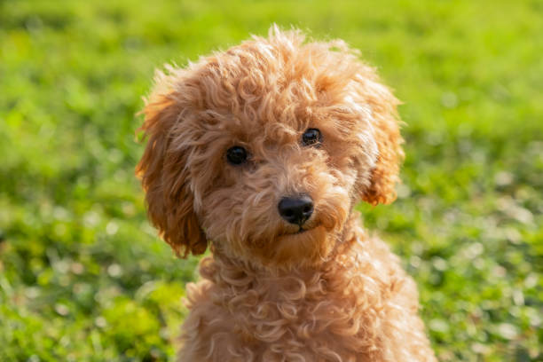 istock Adorable Toy Poodle in Green Grass 2195098745