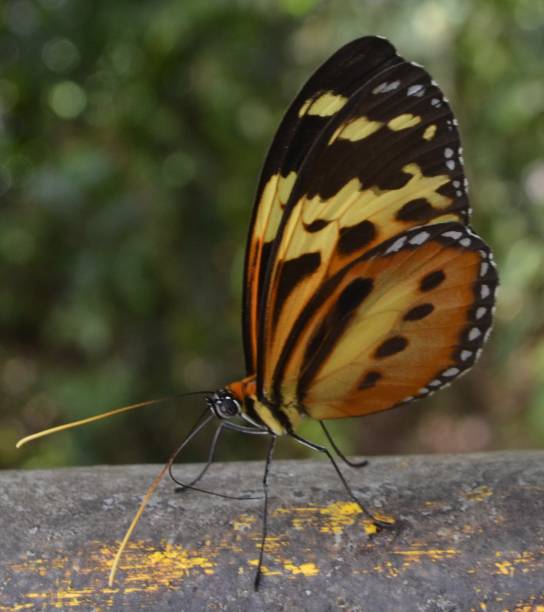 istock Butterfly in Iguazu Falls 2195100075