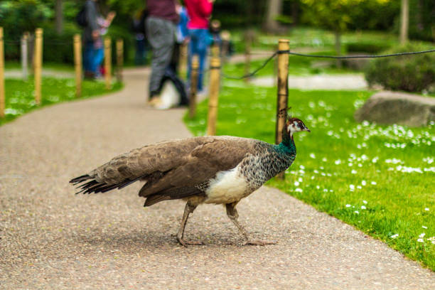 Peacock Walking Along Park Path Surrounded by Scenic Greenery and Blossoms