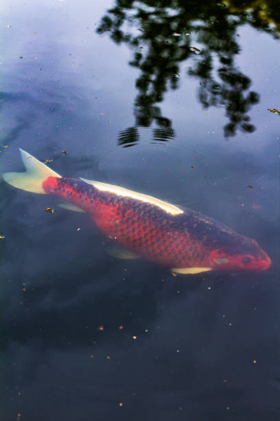 istock Koi Fish Swimming Gracefully in a Clear Tranquil Pond 2195100553