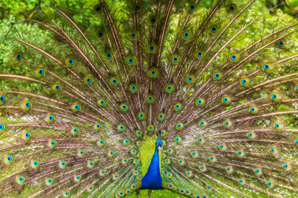 istock Peacock Displaying Vibrant Feather Plumage in Lush Green Setting 2195100577