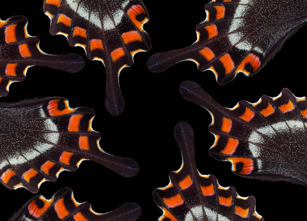 abstract pattern of tropical butterfly wings.