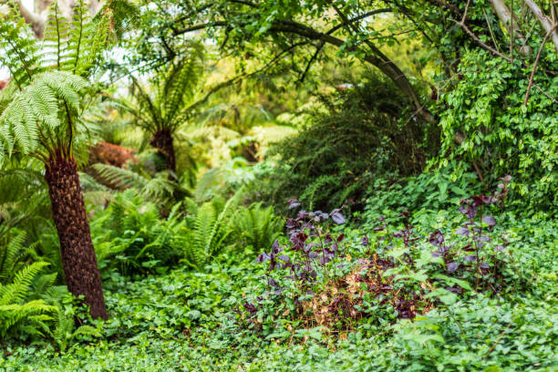 A vibrant forest scene featuring abundant greenery, including ferns, ivy, and various plant types. The vivid colors and dense foliage create an atmosphere of lushness and natural beauty.