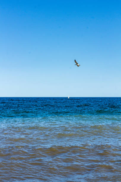 istock Serene Coastal Scene with Bird Flying Over Blue Ocean Waters 2195100991