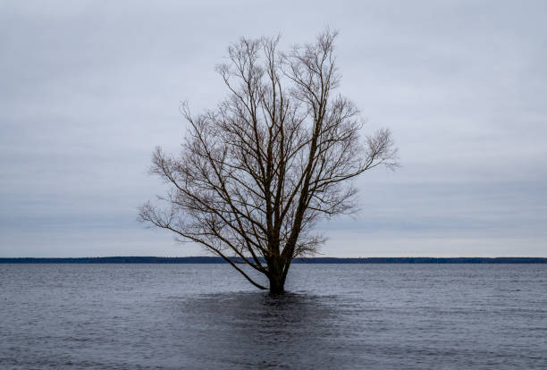 Lonely Tree Standing in Calm Lake Water on a Cloudy Day. Submerged Tree in Still Waters Under Overcast Skies