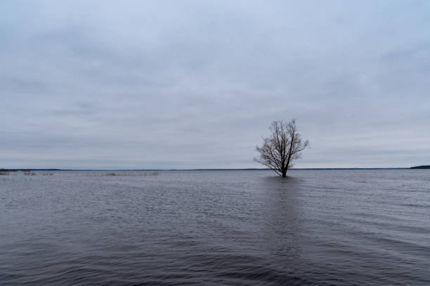 Lonely Tree Standing in Calm Lake Water on a Cloudy Day. Submerged Tree in Still Waters Under Overcast Skies