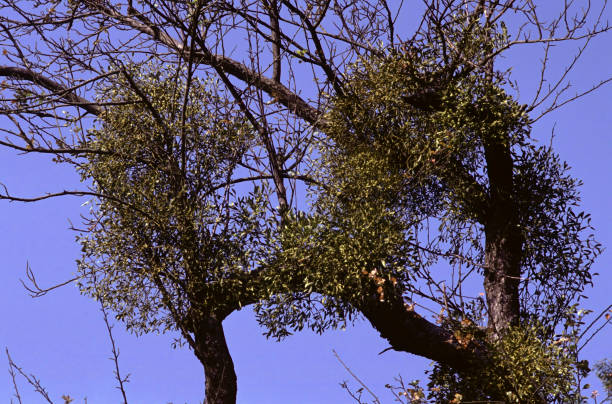 Tree with Viscum album or  as European mistletoe, common mistletoe