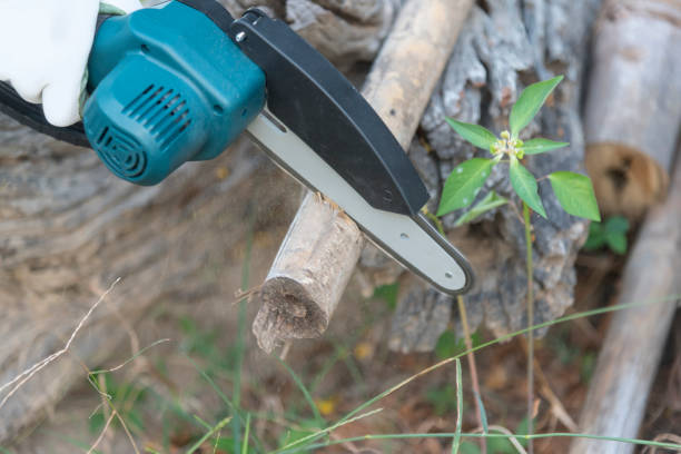 Chainsaw in human hands, close up