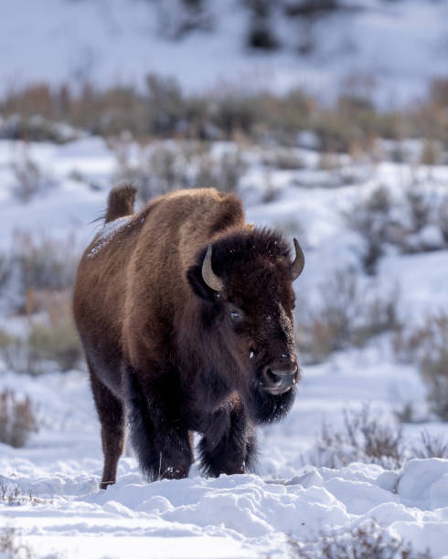 istock Bison shaking off snow in Yellowstone 2195105627