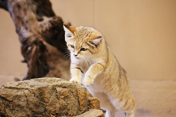 A Sand cat stepping on to a Little Rock