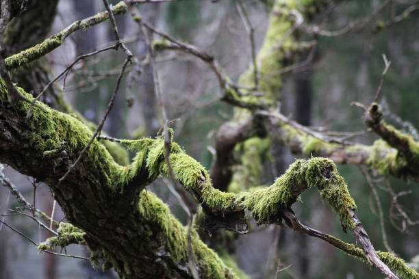 istock Tree branches covered in moss giving off a fantasy like atmosphere 2195107912