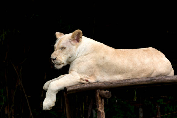 istock White lion resting peacefully on a wooden platform, eyes closed, against a dark forest background, emphasizing calmness and majesty in nature 2195109152