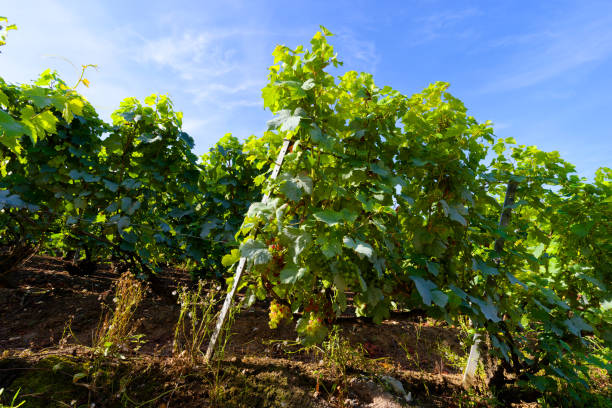 istock Champagne vineyards in the Marne valley 2195109290