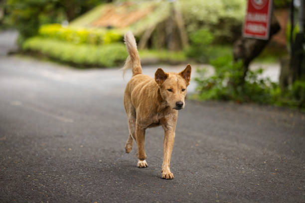 istock Brown dog is walking on street. 2195112428