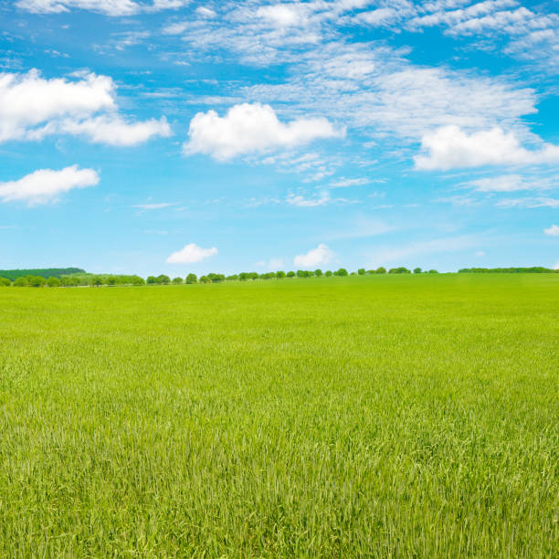 istock Young wheat stalks in summer field and blue sky. 2195113190
