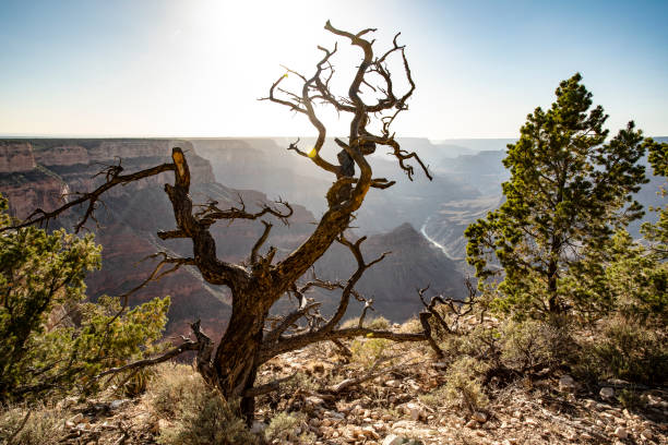 A picturesque view of a dead tree silhouetted by the sun, set against the expansive and majestic Grand Canyon National Park, showcasing natural beauty, rugged terrain, and vibrant landscape.